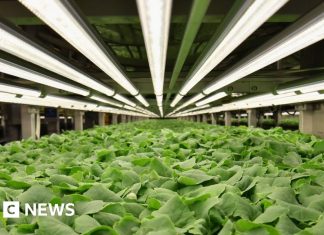 Vremurile slabe au lovit afacerile agricole verticale