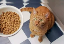 Hrana umeda vs uscata pentru pisici: Care este cea mai buna optiune?