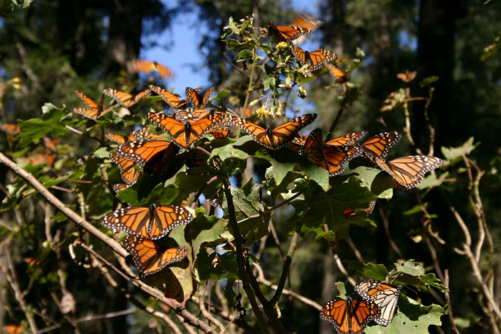 Fluturi monarh, Michoacan, Mexic