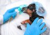 Întrebări frecvente despre intervențiile chirurgicale la animale de companie
