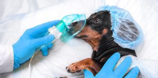 Întrebări frecvente despre intervențiile chirurgicale la animale de companie