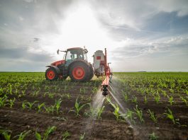 Investiția în insecticide sistemice pentru rapiță și porumb: cum vă protejați profitabilitatea culturilor în 2026