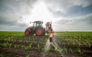 Investiția în insecticide sistemice pentru rapiță și porumb: cum vă protejați profitabilitatea culturilor în 2026