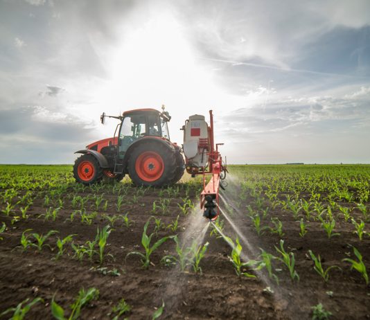 Investiția în insecticide sistemice pentru rapiță și porumb: cum vă protejați profitabilitatea culturilor în 2026